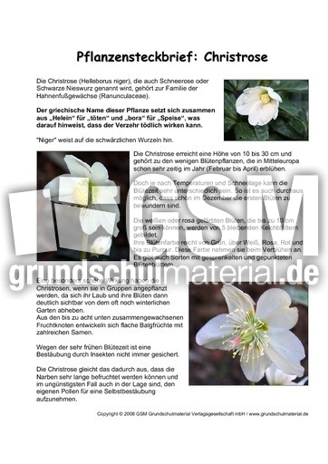 Pflanzensteckbrief-Christrose-Seite-1.pdf
